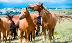 2023年属马人的吉祥数字是什么（属马手机尾数为几最好）