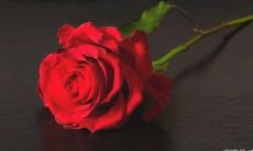 让天蝎座死心塌地的两大星座（让天蝎座着迷的五个星座）