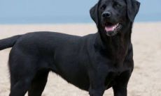 黑狗招财辟邪吗（黑狗叫什么名字招财）