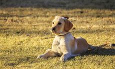 黑狗上门的预兆（黑狗改善家里风水）