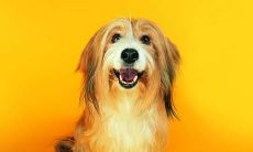 34年属狗的今年有什么灾难（70年属狗人一生灾难）