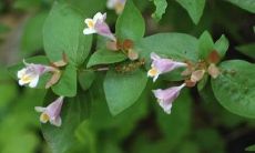 二翅六道木抗癌（二翅六道木又名）