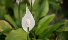 梦到自己有两个儿子（什么花旺财旺事业）