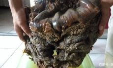 挖到太岁值钱吗（挖到太岁的严重后果）