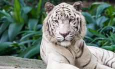 2023属虎女开运吉祥物（2023年属虎妇女运势如何）