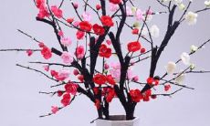 客厅摆放什么盆栽旺财（客厅摆放什么植物招财）