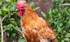 93年鸡和哪年的属相婚配好（属鸡的婚配属相最好）