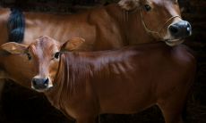 属龙分手之后会打听前任吗（属龙男人分手后的心理）