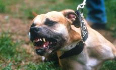 梦到被狗咬了脚有什么寓意（梦见狗咬脚面是什么意思）