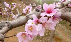 什么花可以招桃花运（女生增旺桃花运的方法）