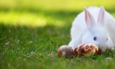 属兔男性今年运势解析（属兔今日运势查询）