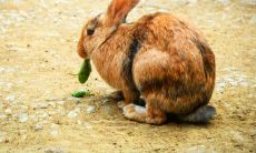 兔年属什么生肖几岁（属兔的今年最大年龄多少）