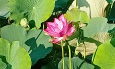 移植后做梦梦到两条小胖蛇（梦见到处都是蛇很害怕）