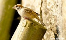 梦到好多蛇在我周围爬没有咬我解梦（梦见身边很多蛇没有被咬是什么意思）