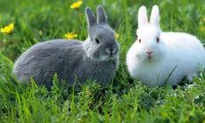 兔适合跟哪些生肖结婚（男属马女属兔结婚好吗）