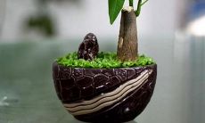 放办公室招财的植物（招财的办公室植物）