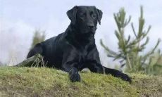 女人梦见狗和自己说话（女人梦见狗是吉还是凶）