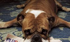 招财纳福的宠物名字（招财又吉利的名字宠物）