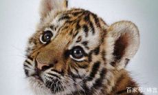 九八年属虎姻缘配对（婚姻测试配对）