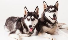 94年男狗的属相婚配表（91年属羊女和94年属狗男婚配）