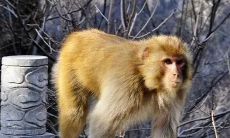 属马人今年的贵人属相（1978属马2023最危险的一个月）