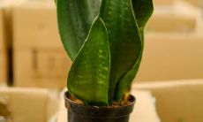 虎皮兰突然开花预兆风水（属虎的人忌讳啥）