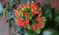 周公解梦梦见死去的母亲复活说话还笑（周公解梦死去母亲复活）