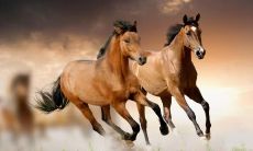 66年马的属相是什么命（1966年属马的是什么命运）