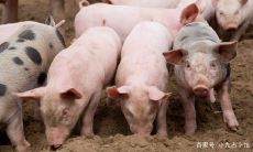 财运享通是什么生肖（二通三八财运来）