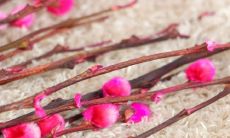 哪种干花是招财发财（家里放什么花招财）