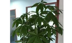 常见的招财花（十二种招财花）