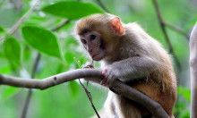 12生肖谁是爬的（白色是指什么生肖）