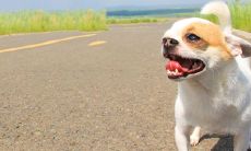 女人梦见狗咬自己的右手是什么意思（梦见狗咬自己的右手）