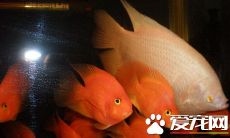 红眼招财鱼和黑眼招财鱼（招财鱼什么颜色眼睛的比较好）