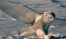 大运十神枭神是什么意思（男命走正官大运好吗）