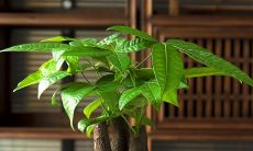 门外摆放什么招财（大门后放什么能旺财）