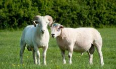 属羊2023年吉祥数字（1979年属羊人永久吉利的数字）