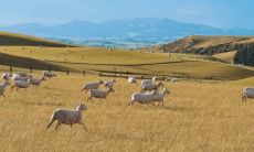 2003年属什么生肖运程（74年属虎人今年运程）