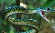 梦到被蛇咬手指是什么预兆（梦到自己被蛇咬手指）