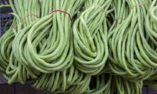 周公解梦梦见豇豆是什么意思（属虎的姓名带什么偏旁）