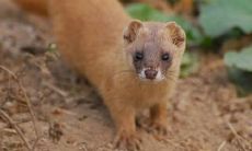 黄大仙在东北的地位（著名东北黄大仙事件）