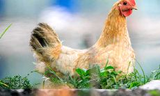 1981年正月十二出生的命运（属鸡正月出生是什么命）