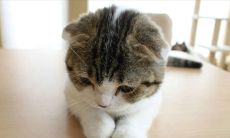 公猫起名字大全洋气（公猫起名带财运的名字）