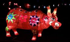 属牛的是哪年生人今年多少岁（属牛的一生运势如何）