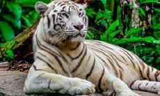 20232是什么年生肖（2023年每个月份对应的生肖）