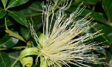 招财树可以晒太阳吗春天（招财树晒不着太阳行吗）