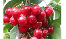 用天字起名字（男孩起名用字）