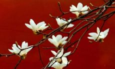 属牛的几月是男几月是女（属牛男和属龙女相配吗）