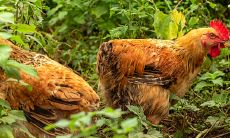 1969年属鸡人在2023虎年运如何（属鸡哪年运气好）