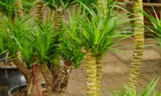 龙须风水禁忌（属龙早上9点出生命中缺什么）